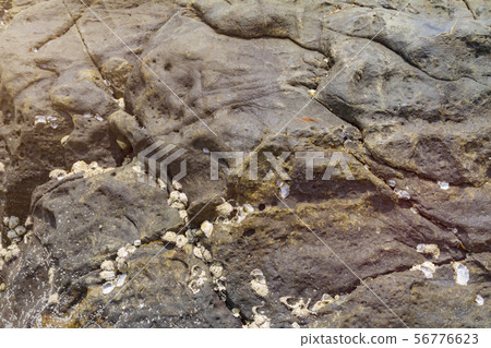 Shells fixed to the surface on the stone Shells fixed to the surface on the stone 56776623