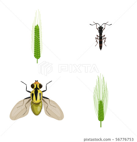 Vector design of wheat and corn sign. Set of wheat and harvest stock symbol for web. Vector design of wheat and corn sign. Set of wheat and harvest stock symbol for web. 56776753