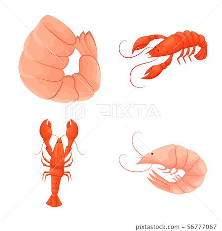 Vector illustration of shrimp and crab icon. Collection of shrimp and sea stock symbol for web. Vector illustration of shrimp and crab icon. Collection of shrimp and sea stock symbol for web. 56777067