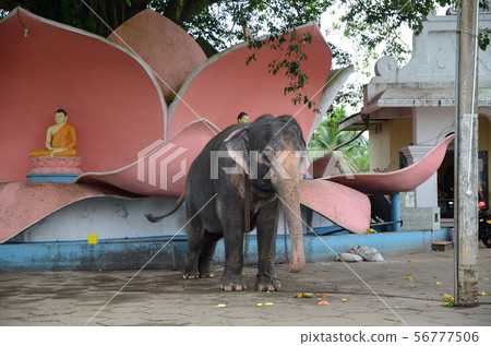 Elephant on the territory of the Kande Viharaya Elephant on the territory of the Kande Viharaya 56777506