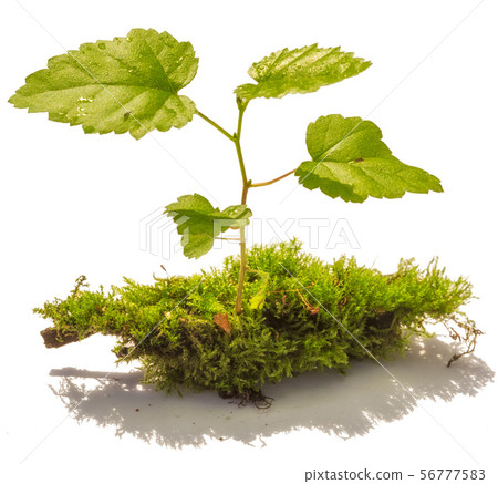 Little sprout of a tree on moss isolated on white Little sprout of a tree on moss isolated on white 56777583
