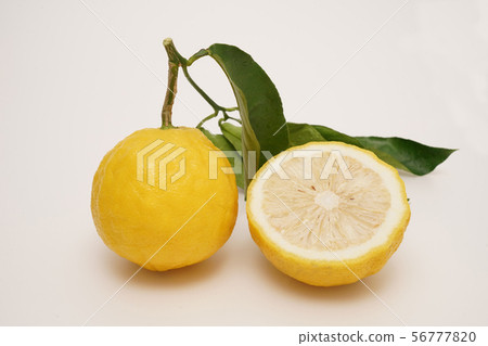 Bergamot 56777820