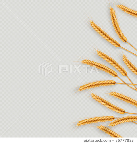 Bunch of wheat ears, dried whole grains realistic illustration frame isolated on transparent 56777852