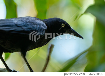 Carib grackle or Greater Antillean blackbird on 56778046
