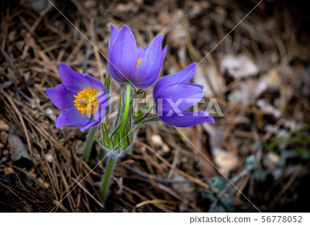 Pulsatilla patens or Eastern pasqueflower Pulsatilla patens or Eastern pasqueflower 56778052
