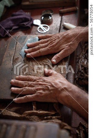 Cigar rolling or making by torcedor in cuba 56778054