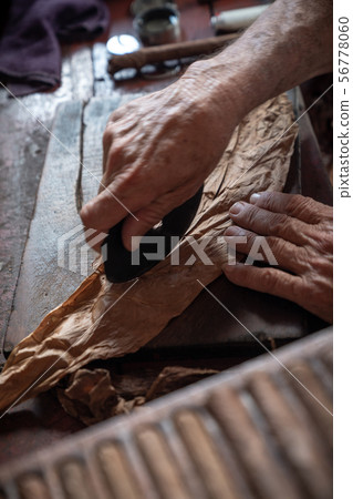Cigar rolling or making by torcedor in cuba Cigar rolling or making by torcedor in cuba 56778060
