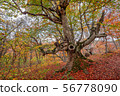 Old beech in autumn forest 56778090