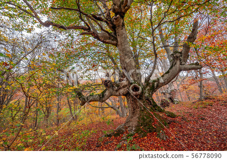 Old beech in autumn forest 56778090