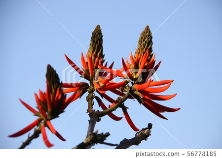 Brazilian deigo blooming in the park of Sao Paulo Brazilian deigo blooming in the park of Sao Paulo 56778185