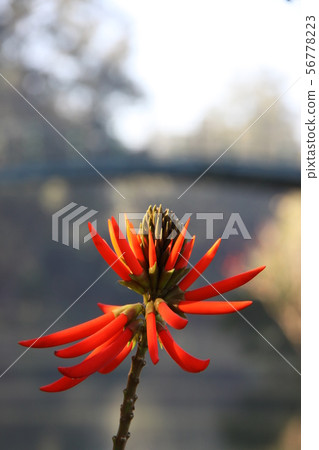 Brazilian deigo blooming in the park of Sao Paulo Brazilian deigo blooming in the park of Sao Paulo 56778223