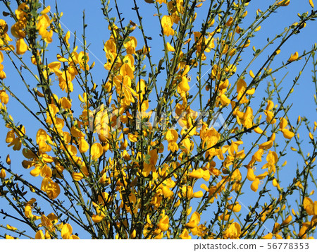 Spanish Gorse, Spartium junceum, during flowering 56778353