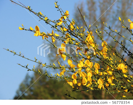 Spanish Gorse, Spartium junceum, during flowering 56778354