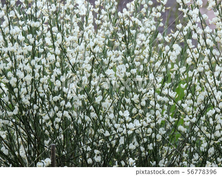 Early broom, Cytisus praecox Albus, during Early broom, Cytisus praecox Albus, during 56778396