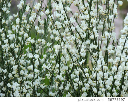 Early broom, Cytisus praecox Albus, during Early broom, Cytisus praecox Albus, during 56778397