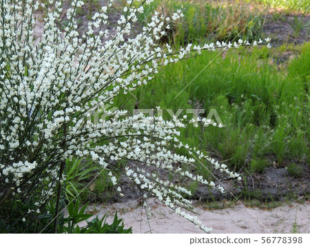 Early broom, Cytisus praecox Albus, during Early broom, Cytisus praecox Albus, during 56778398