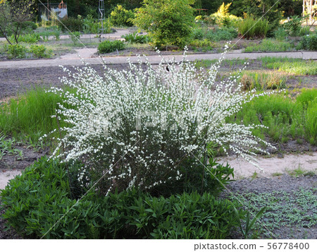 Early broom, Cytisus praecox Albus, during 56778400