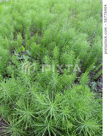 Horsetail, Equisetum arvense, in the garden 56778404