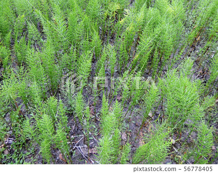 Horsetail, Equisetum arvense, in the garden 56778405