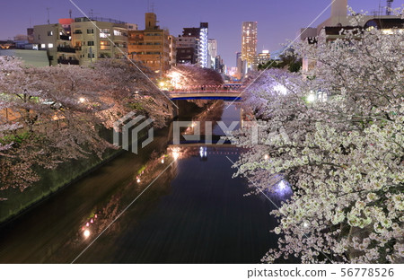 [東京]目黑河，夜晚的櫻花樹 56778526