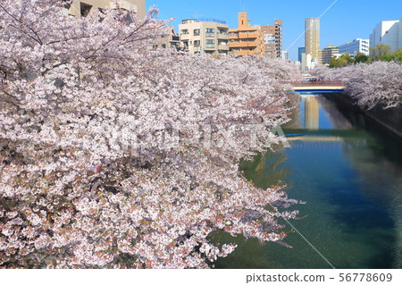 [Tokyo] Meguro River in full bloom 56778609
