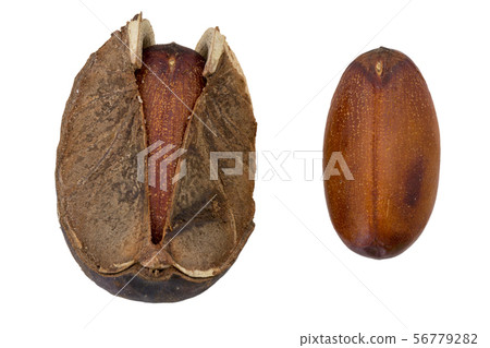 Elateriospermum tapos Blume (Family Elateriospermum tapos Blume (Family 56779282
