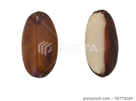 Elateriospermum tapos Blume (Family Elateriospermum tapos Blume (Family 56779284