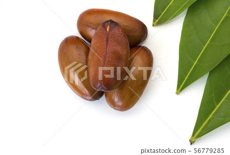 Elateriospermum tapos Blume (Family Elateriospermum tapos Blume (Family 56779285