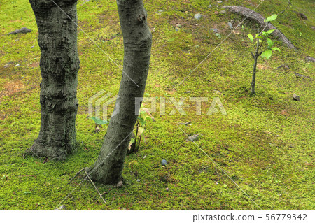 天鵝花園點景觀 天鵝花園點景觀 56779342