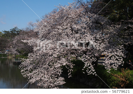 Nagoya Castle Point View 56779621