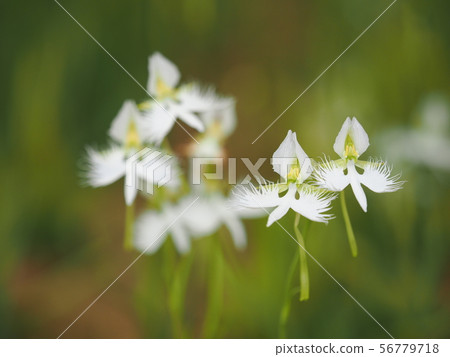 蘭科 蘭科 56779718