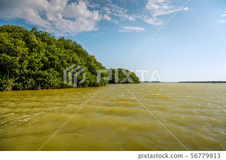 View of mangrove and lake in Celestun 56779913