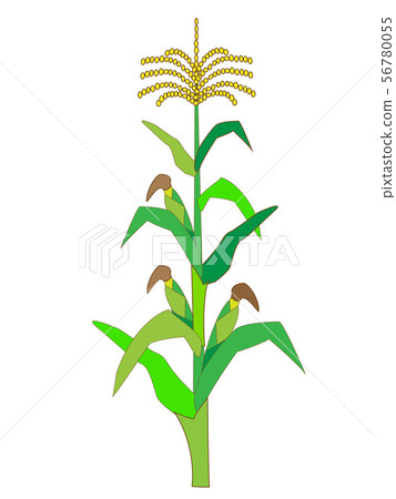 Illustration of corn Illustration of corn 56780055