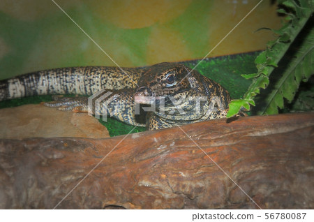 The Lizard Tupinambis in the terrarium The Lizard Tupinambis in the terrarium 56780087