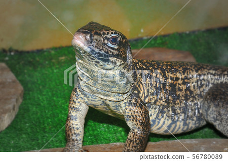 The Lizard Tupinambis in the terrarium The Lizard Tupinambis in the terrarium 56780089