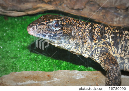 The Lizard Tupinambis in the terrarium The Lizard Tupinambis in the terrarium 56780090