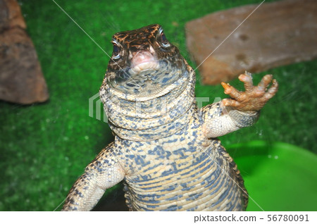 The Lizard Tupinambis in the terrarium The Lizard Tupinambis in the terrarium 56780091