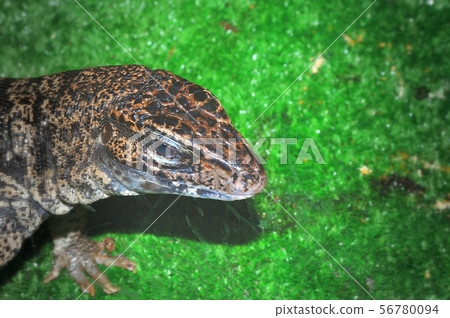 The Lizard Tupinambis in the terrarium 56780094