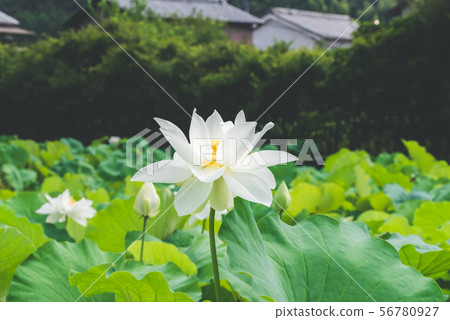 Hakuren-2 in full bloom 56780927