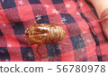 ecdysis 56780978