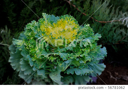 Multi-coloured decorative cabbage 56781062