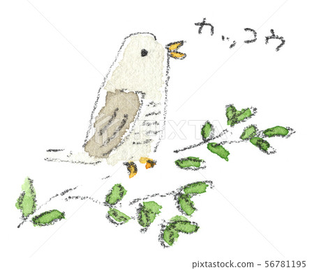 布穀鳥 56781195