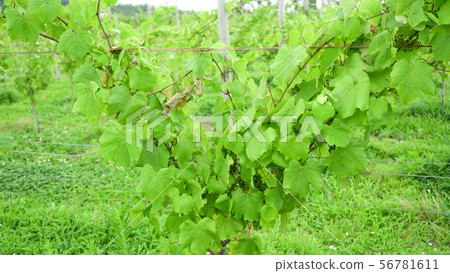 Wine field 56781611