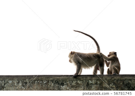 Isolated monkey on white background 56781745