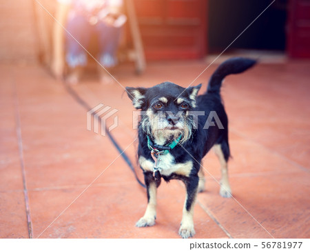 The black dog stands and looks forward The black dog stands and looks forward 56781977