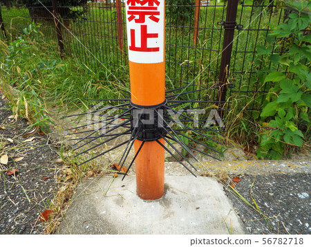 Physically prevent urine in dogs 56782718