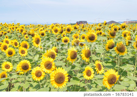 橫須賀市Soleil Hill 橫須賀市Soleil Hill 56783141