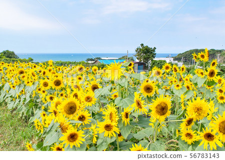 橫須賀市Soleil Hill 56783143