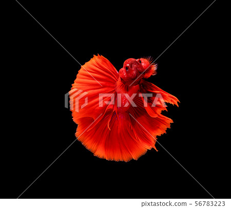Betta fish, siamese fighting fish, betta splendens Betta fish, siamese fighting fish, betta splendens 56783223