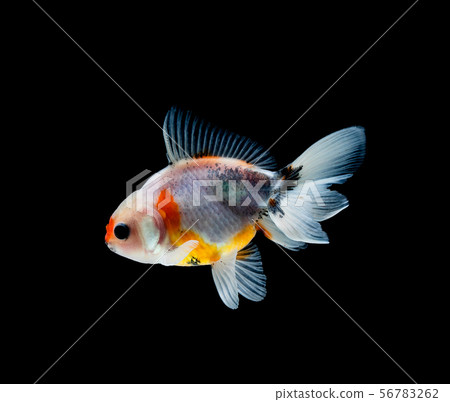 goldfish isolated on a dark black background goldfish isolated on a dark black background 56783262